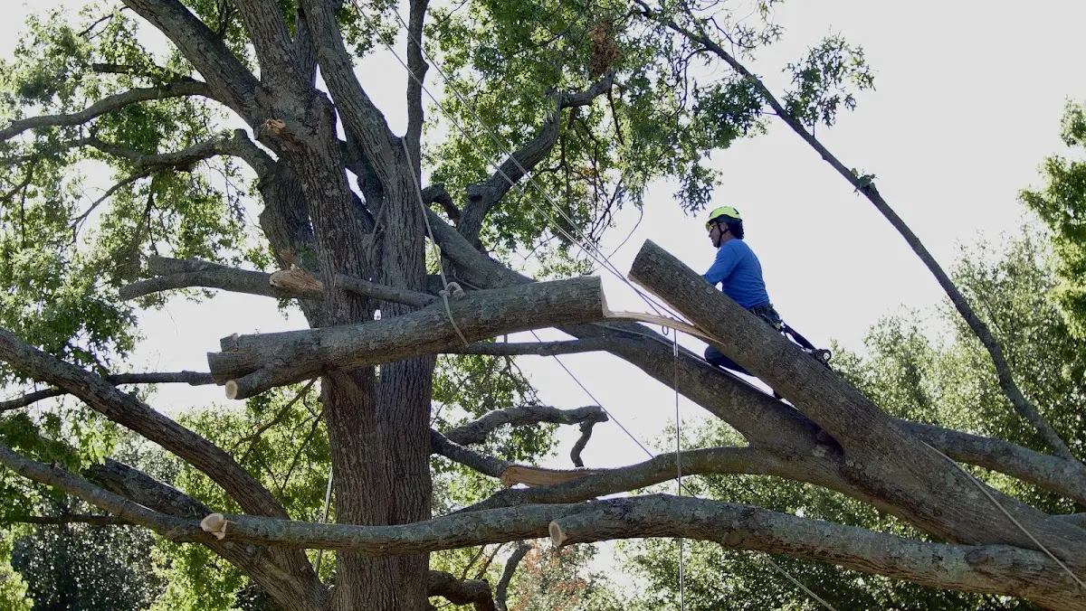 Professional Crown Thinning performed by certified arborists in Coral Gables